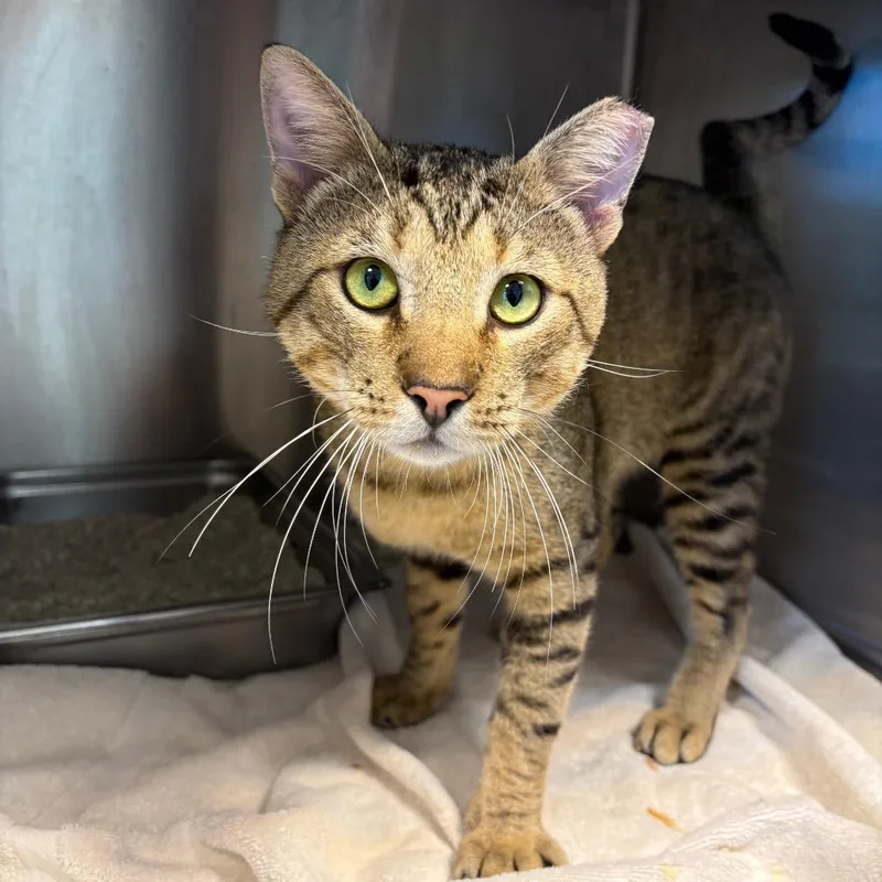 A young large-sized male Brown / Chocolate American Shorthair cat named Forrest for adoption in Englewood, FL