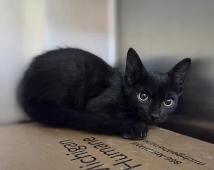 A baby small-sized male Domestic Short Hair cat named Dark Lord Helmet for adoption in Westland, MI