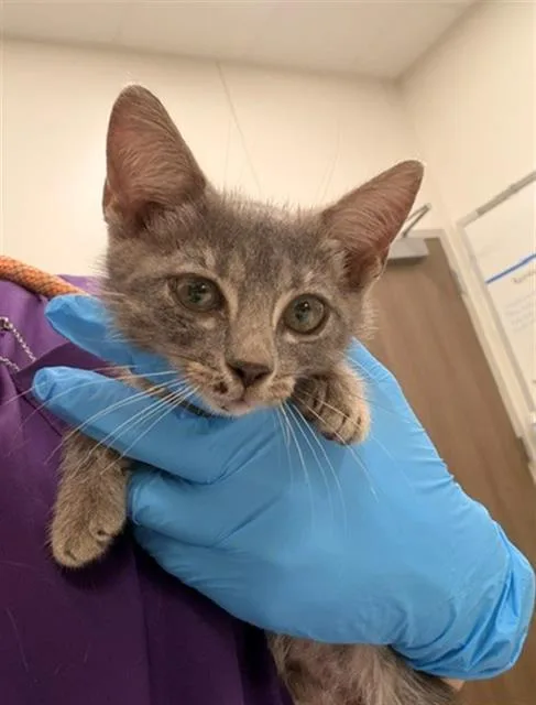 A baby small-sized female Domestic Short Hair cat named Macy for adoption in Baytown, TX