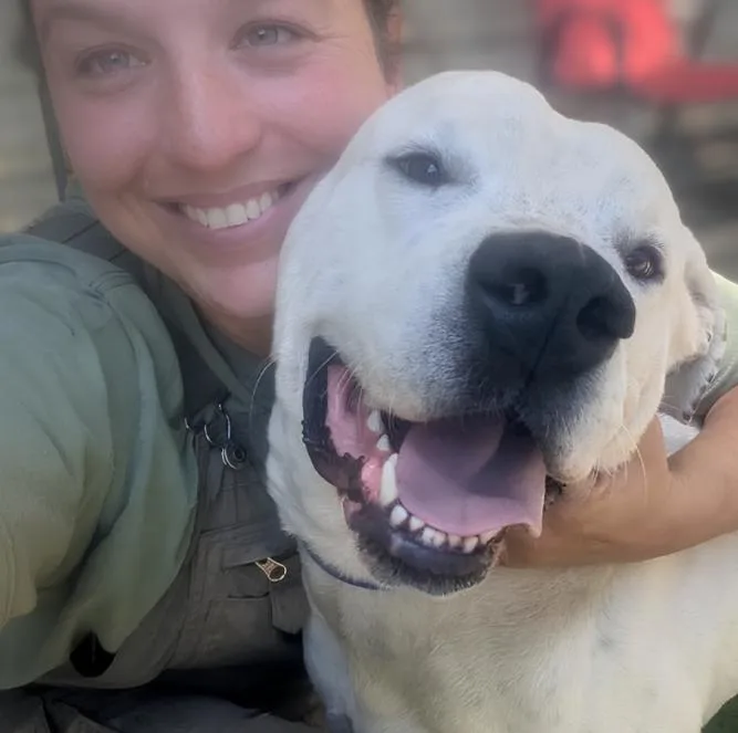 An adult large-sized male Bicolor Dogo Argentino dog named Sox for adoption in Naperville, IL
