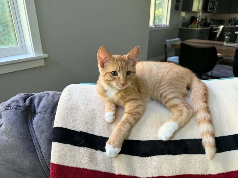 A baby small-sized male Tabby (Orange / Red) Domestic Short Hair cat named Ronald III for adoption in Muskegon, MI