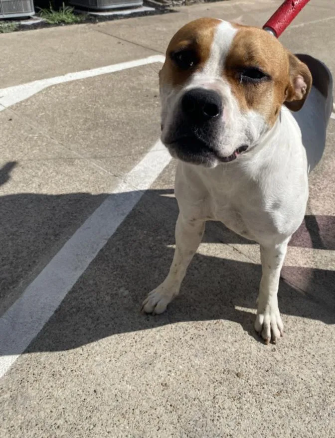 A young large-sized female Mixed Breed dog named China for adoption in Dallas, TX