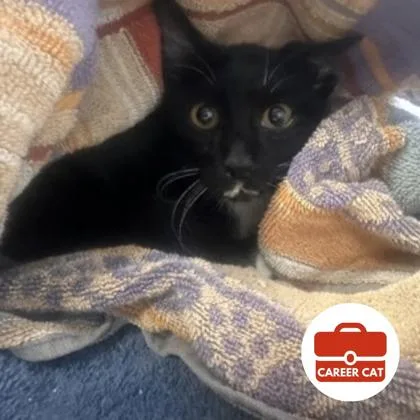 A young small-sized male Domestic Short Hair cat named Thing One for adoption in Roseville, CA