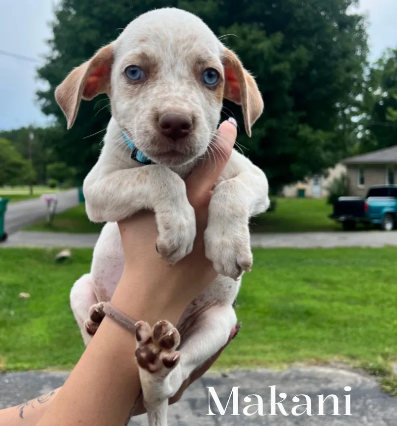 A baby large-sized female White / Cream Mixed Breed dog named Makani for adoption in Spring hill, TN
