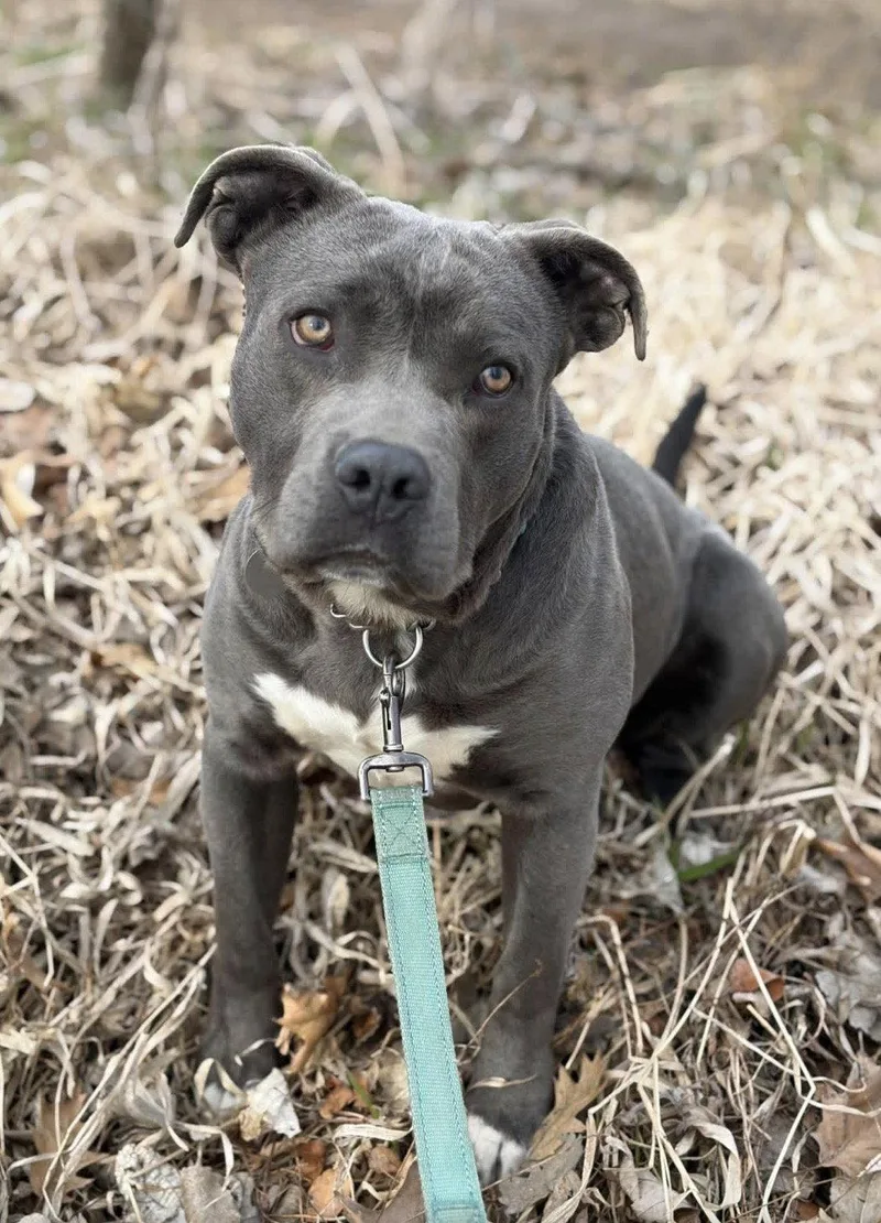 Meatball thumbnail 2