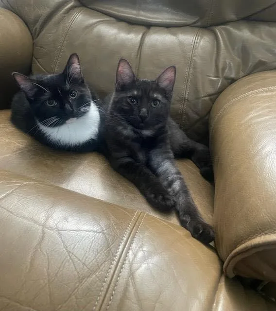 An adult medium-sized male Black & White / Tuxedo Domestic Short Hair cat named Mia And Leo for adoption in Grafton, MA