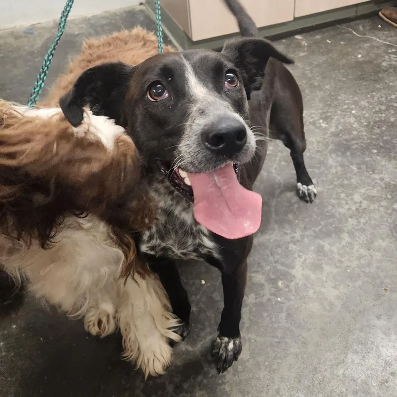 An adult medium-sized female Black Mixed Breed dog named Heidi for adoption in Evensville, TN