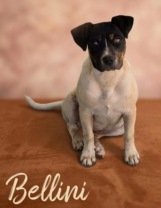 A baby small-sized female Mixed Breed dog named Bellini for adoption in Rutherfordton, NC