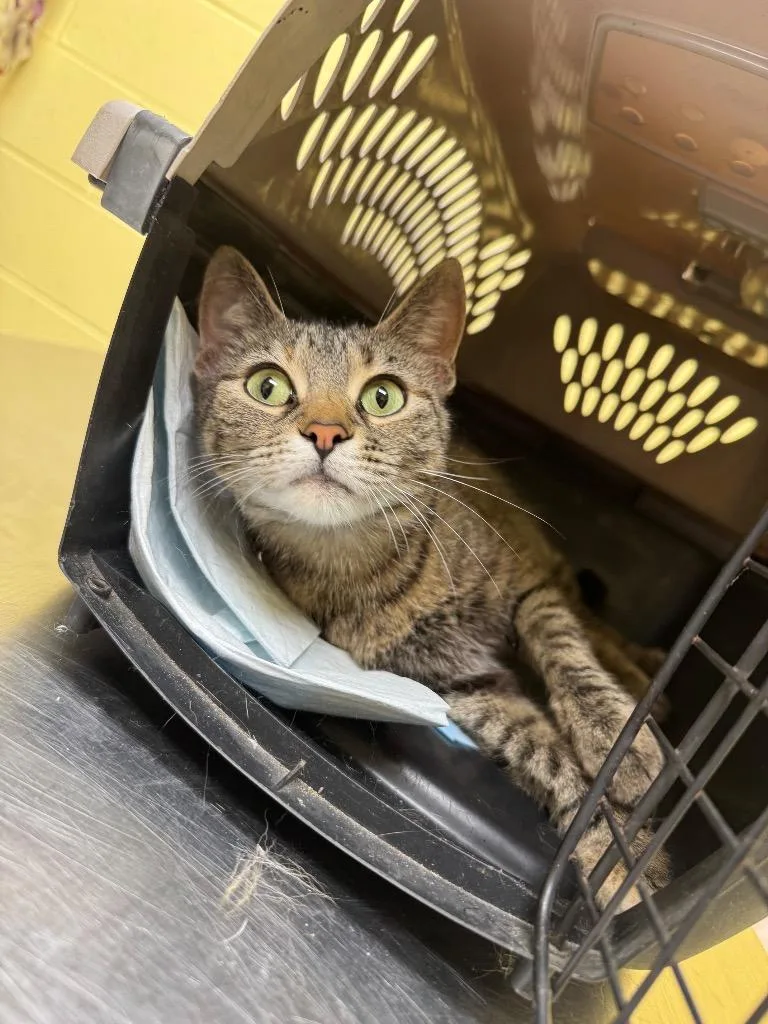 A young medium-sized female Domestic Short Hair cat named Dory for adoption in Crossville, TN