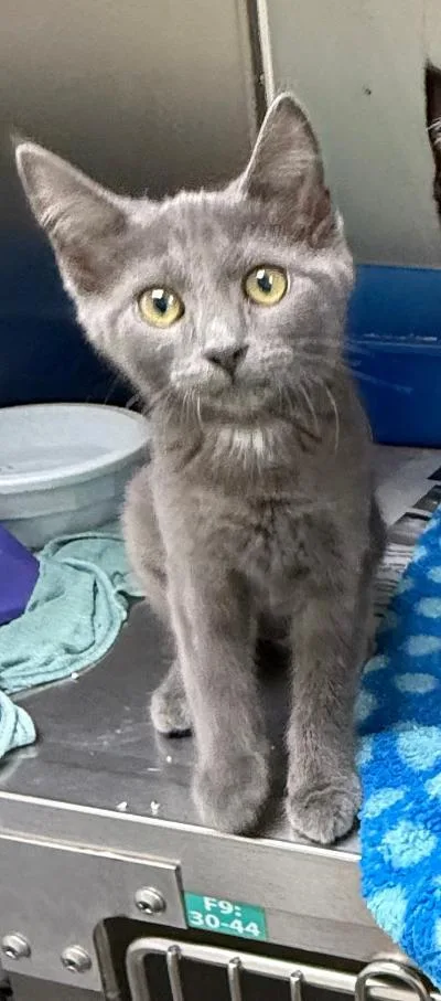 A baby small-sized female Domestic Short Hair cat named Mj for adoption in Wilkesboro, NC