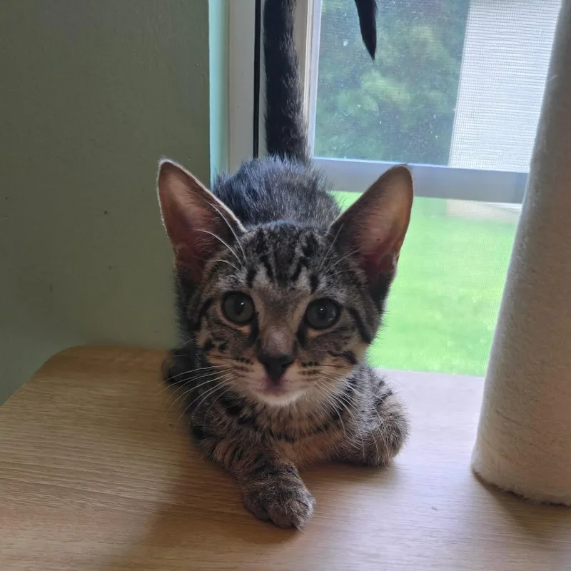 A baby small-sized female Black Domestic Short Hair cat named Ava for adoption in Warrensburg, MO