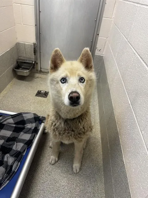 An adult medium-sized male Husky dog named Delta for adoption in Statesville, NC
