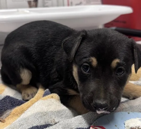 A baby small-sized male Rottweiler dog named Angel for adoption in Escondido, CA