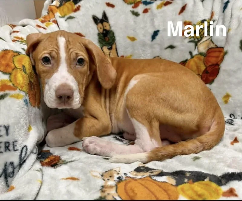 A baby medium-sized male Hound dog named Marlin for adoption in Manchester, CT