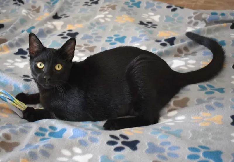 Ketzelah thumbnail 2