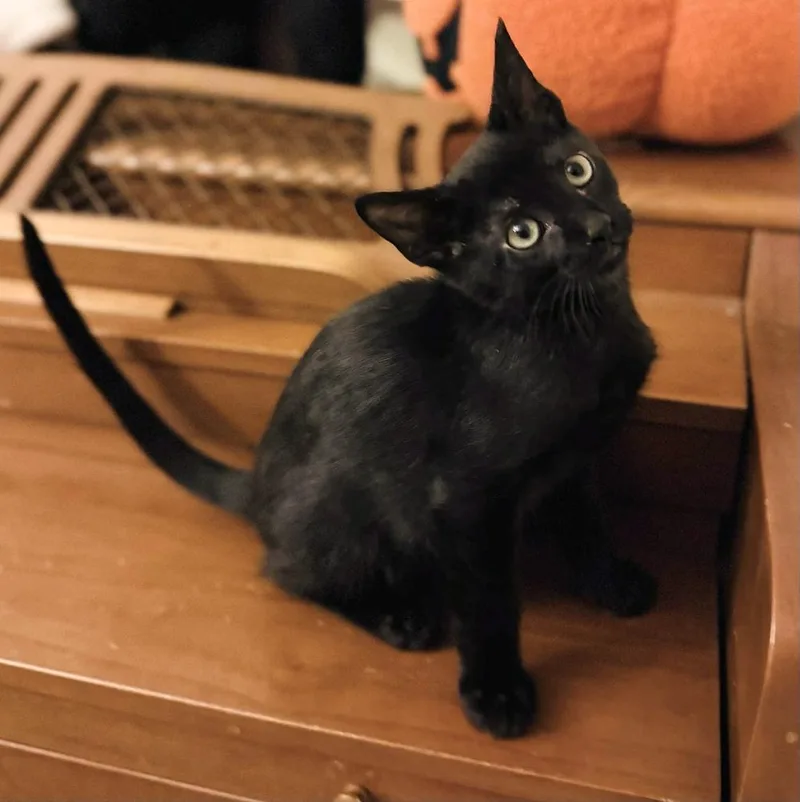 Ketzelah thumbnail 3