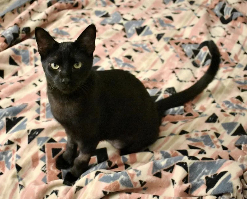 Ketzelah thumbnail 4