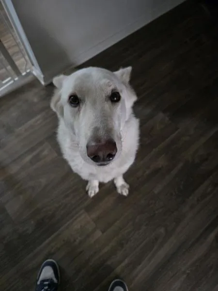 An adult large-sized male German Shepherd Dog dog named Avalanche for adoption in Oceanside, CA