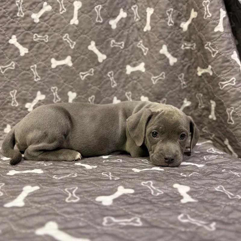Ginger thumbnail 3