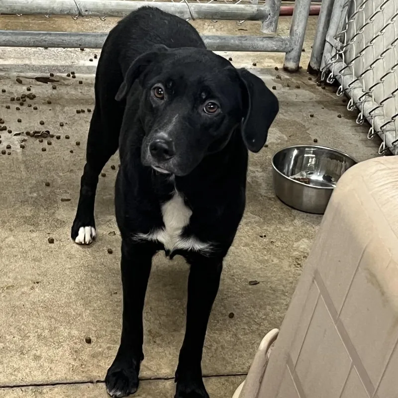 A young medium-sized female Black Mixed Breed dog named Ashley for adoption in Mount Gilead, NC