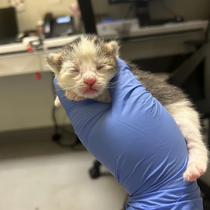 A baby small-sized male Brown / Chocolate Domestic Short Hair cat named Chocolate Bunny for adoption in Charlottesville, VA