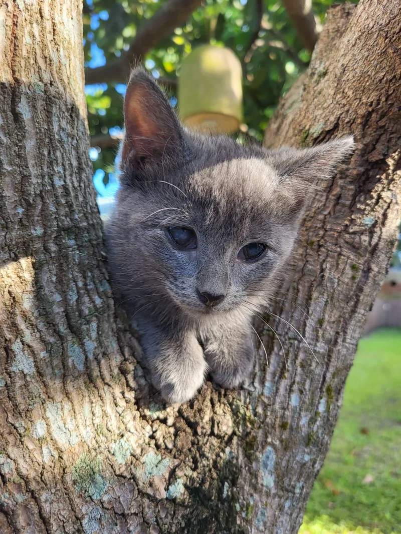 A baby medium-sized female Domestic Short Hair cat named Dolly for adoption in Sunrise, FL