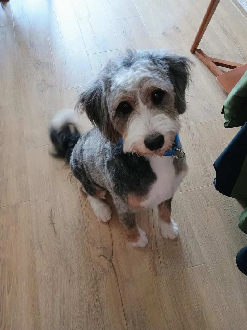 A young medium-sized male Tricolor (Brown, Black, & White) Bernedoodle dog named Charlie for adoption in Warsaw, IN