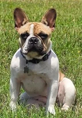 Nellie