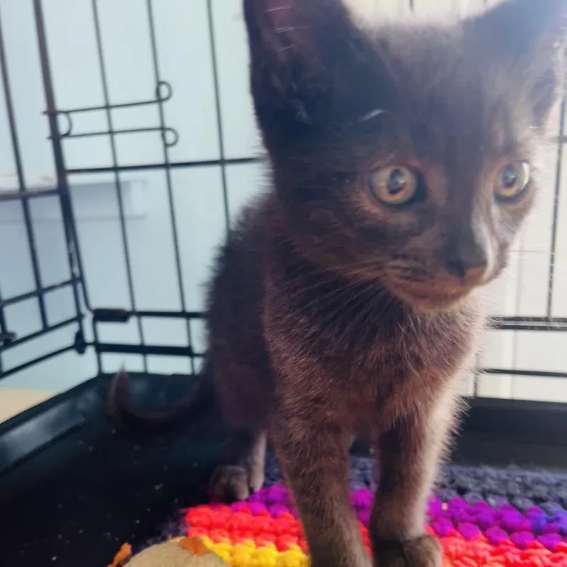 A baby small-sized male Gray / Blue / Silver Domestic Short Hair cat named Beerry for adoption in Pahoa, HI
