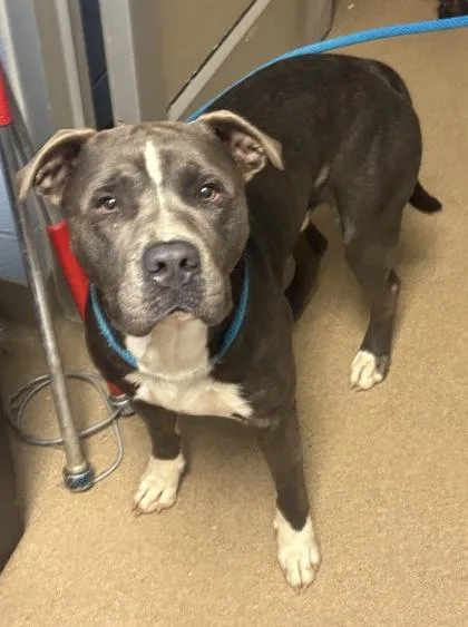 An adult large-sized male Mixed Breed dog named Turmeric for adoption in Chamblee, GA