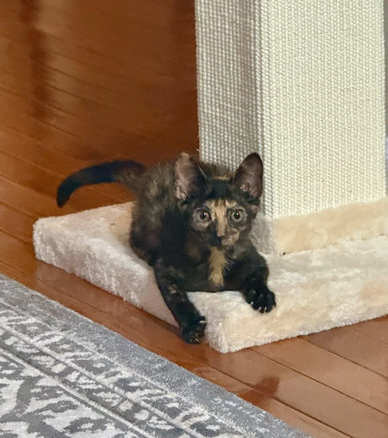 Ember