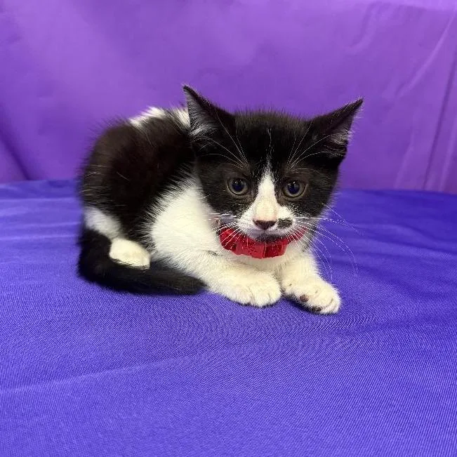 A baby small-sized female Black Domestic Short Hair cat named Monroe for adoption in North Myrtle Beach, SC