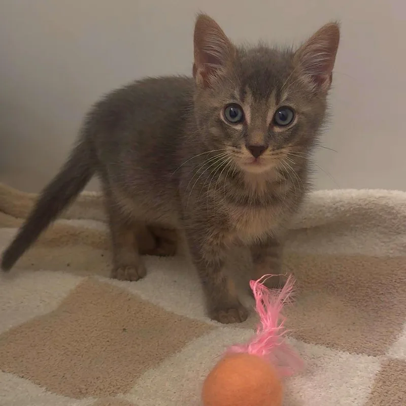 A baby medium-sized male Gray / Blue / Silver Domestic Short Hair cat named Argie for adoption in Folsom, LA