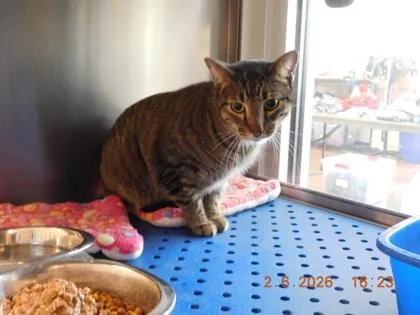 An adult small-sized male Domestic Short Hair cat named Rowdy for adoption in North Richland Hills, TX