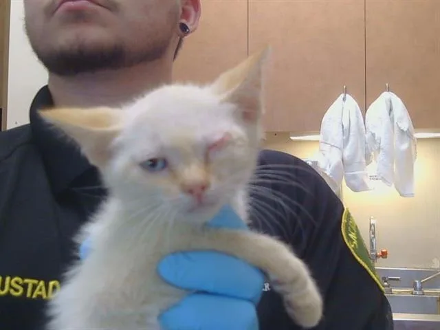 A baby small-sized male Domestic Short Hair cat named Morton for adoption in Sacramento, CA