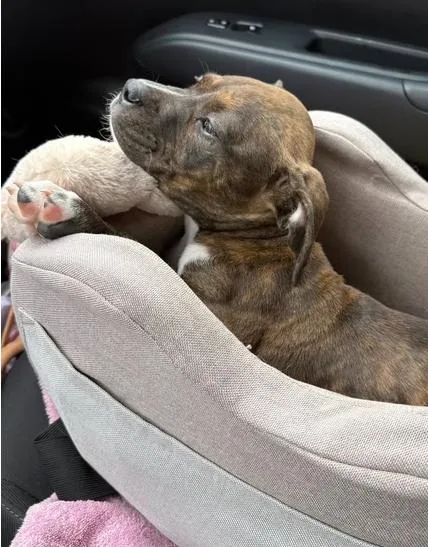 A baby medium-sized female Brindle Pit Bull Terrier dog named Nickel for adoption in Ayden, NC