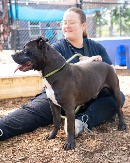 An adult medium-sized male Mixed Breed dog named Mojo for adoption in Chamblee, GA