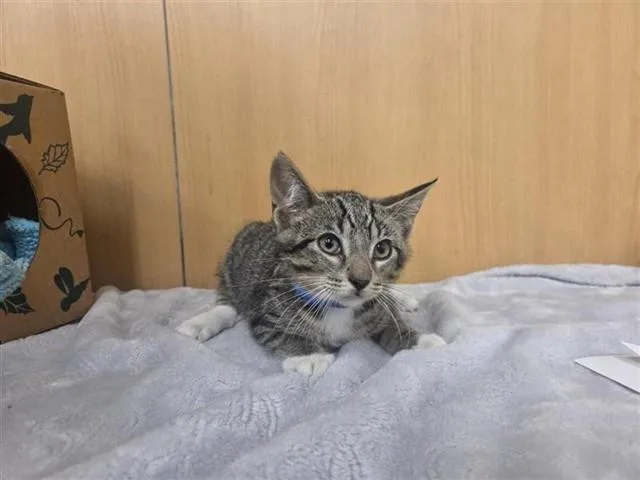 A baby small-sized male Domestic Short Hair cat named Twinkle Toes for adoption in Saint Louis, MO
