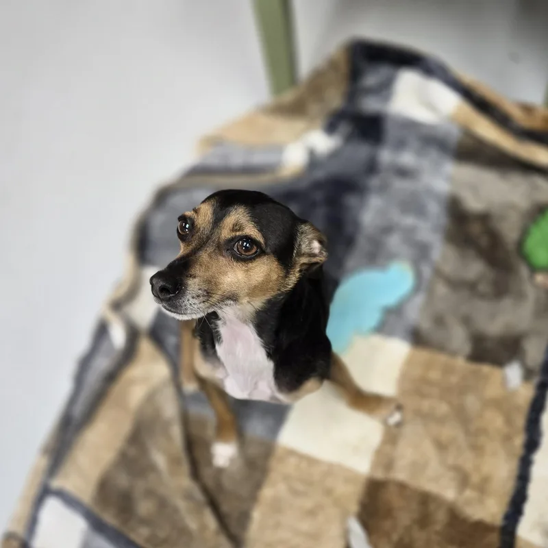 An adult small-sized male Tricolor (Brown, Black, & White) Miniature Pinscher dog named Max for adoption in Huntsville, AL