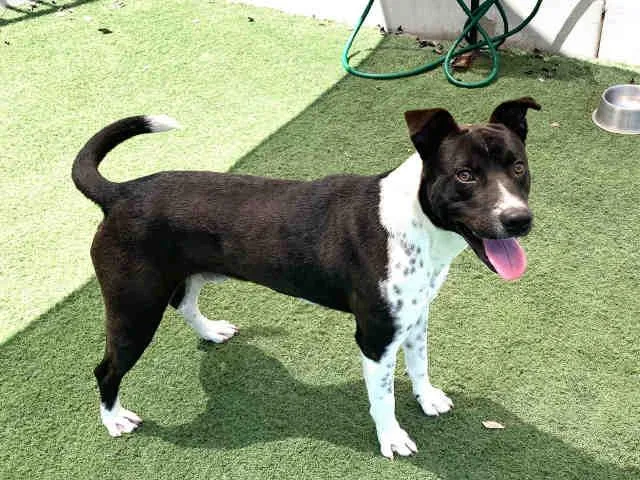 An adult medium-sized male Pit Bull Terrier dog named Tony for adoption in Carlsbad, CA