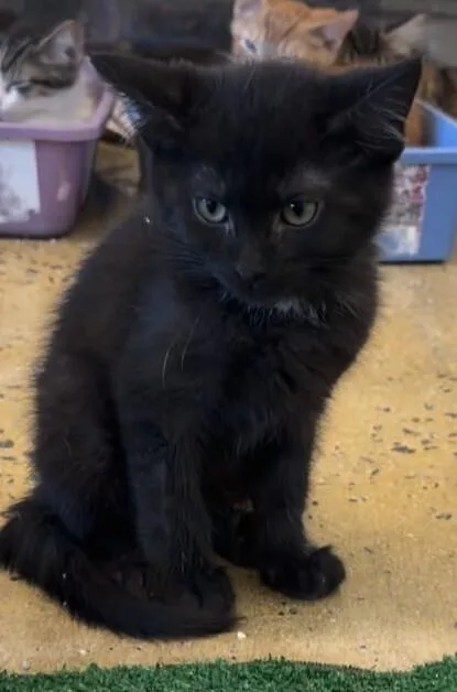 A baby small-sized female Black Domestic Short Hair cat named Temperance for adoption in Powder Springs, GA