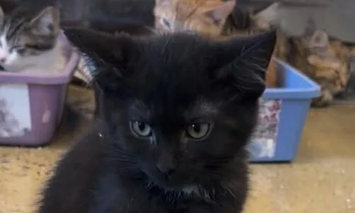 Temperance thumbnail 2