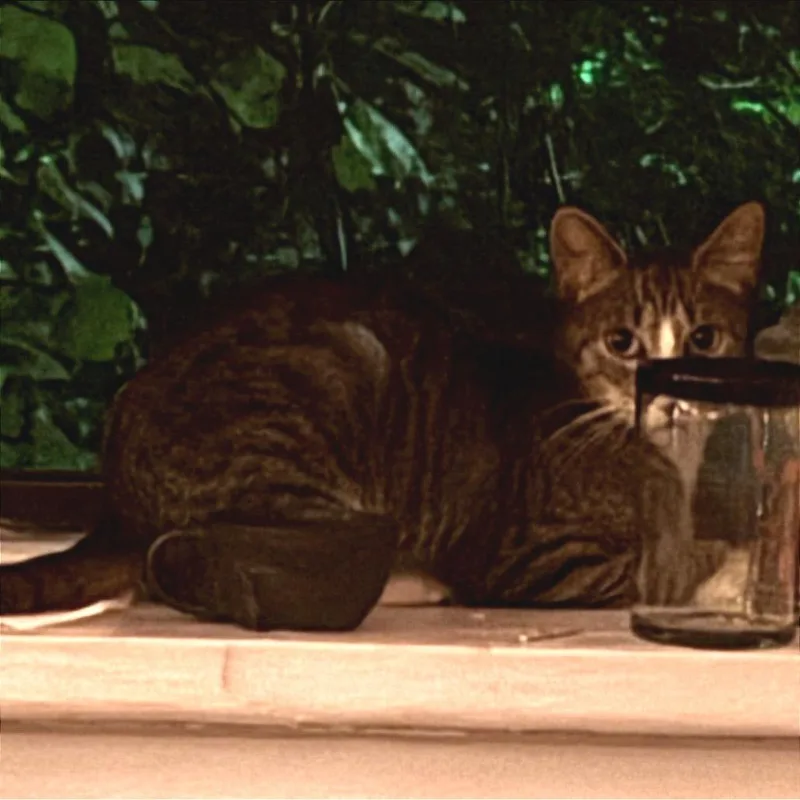 A young medium-sized female Gray / Blue / Silver Domestic Short Hair cat named Alannis for adoption in Brooklyn, NY