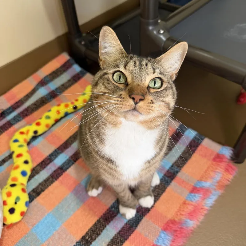 An adult small-sized male Brown / Chocolate Domestic Short Hair cat named Tony for adoption in Agoura Hills, CA