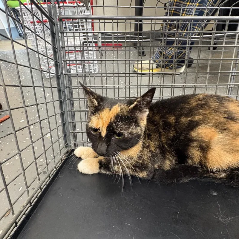 A young medium-sized female Calico Domestic Short Hair cat named Fractious Skelly Belly for adoption in Columbiana, AL