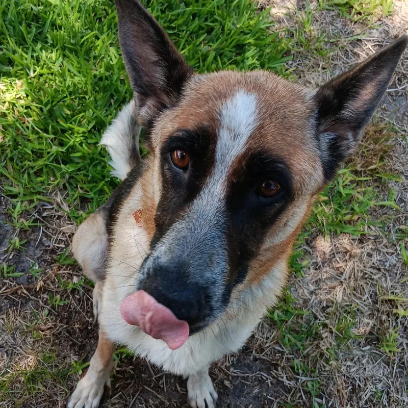 An adult large-sized female Yellow / Tan / Blond / Fawn German Shepherd Dog dog named Lucy Love for adoption in Fort Lauderdale, FL