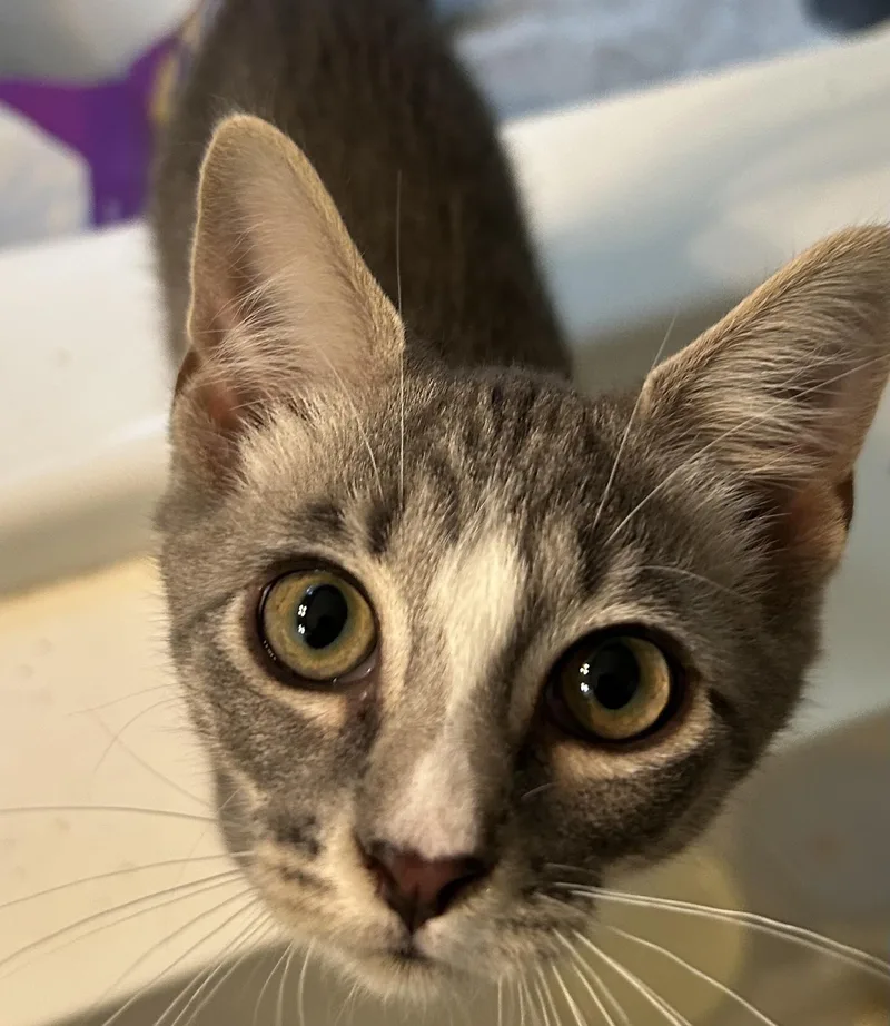 A baby medium-sized male Tabby (Gray / Blue / Silver) Domestic Short Hair cat named Chase for adoption in Smithfield, NC