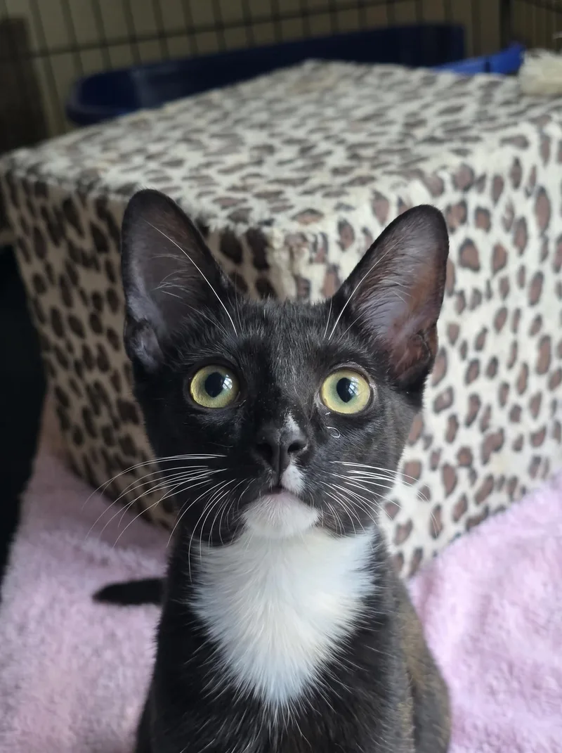 A baby medium-sized male Black & White / Tuxedo Domestic Short Hair cat named Theo for adoption in Chicago, IL