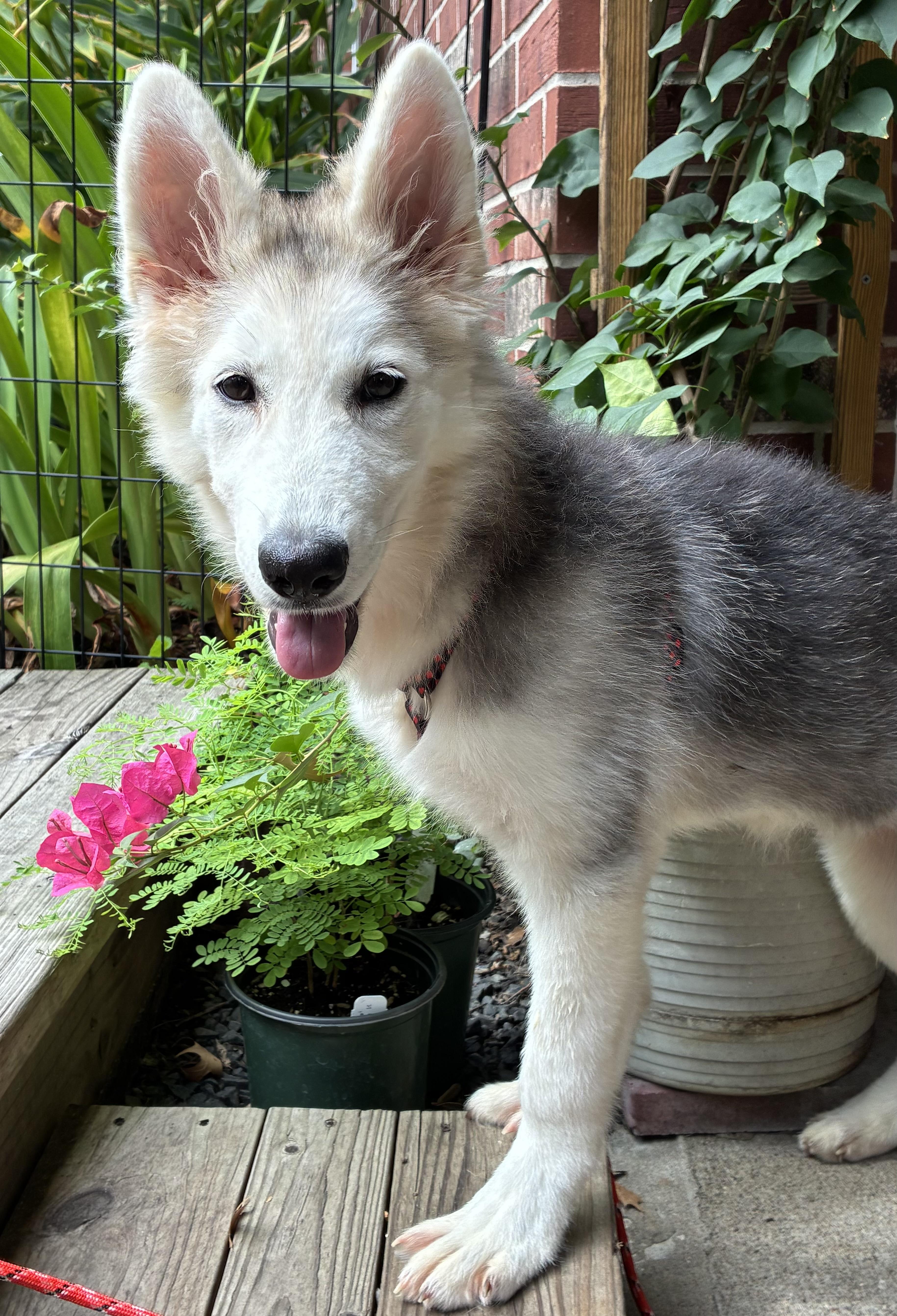 A baby medium-sized female Husky dog named Aponi for adoption in Sumter, SC