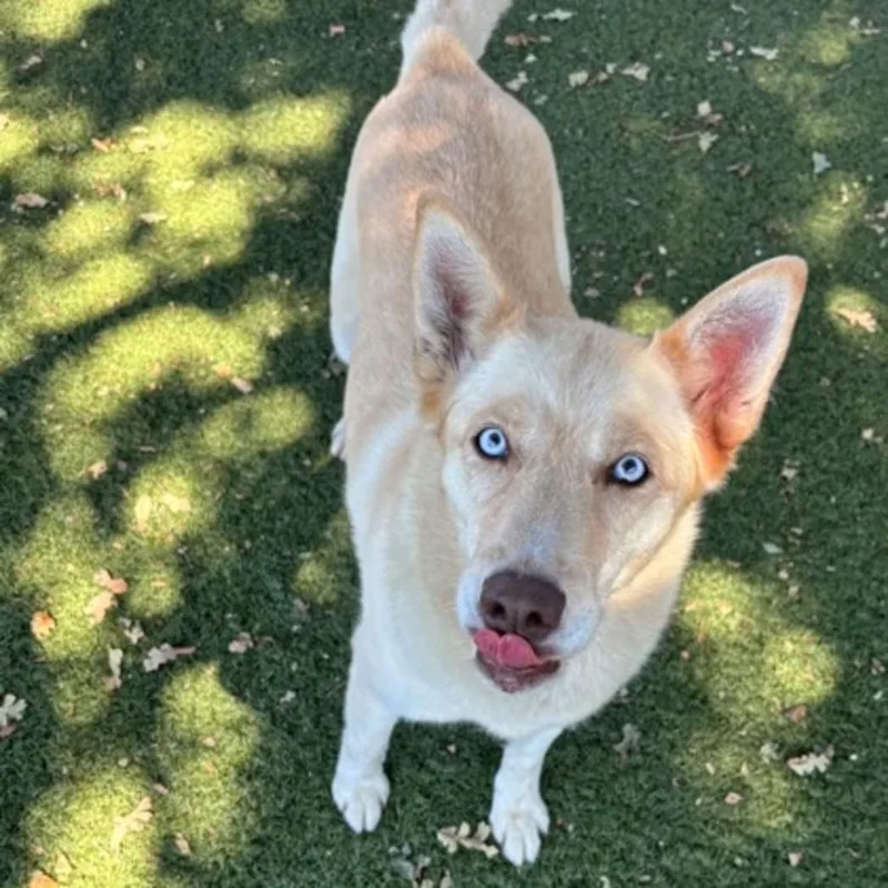 Sitka